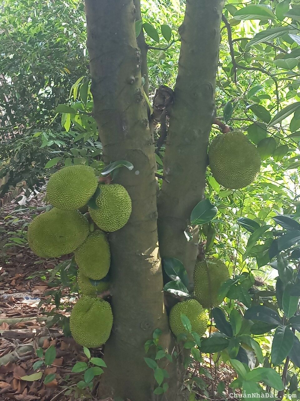 CẦN CHUYỂN NHƯỢNG TRANG TRẠI 26000M2 TẠI PHÚ XUYÊN – HN CẦN CHUYỂN NHƯỢNG TRANG TRẠI 26000M2 TẠI PHÚ XUYÊN – HN