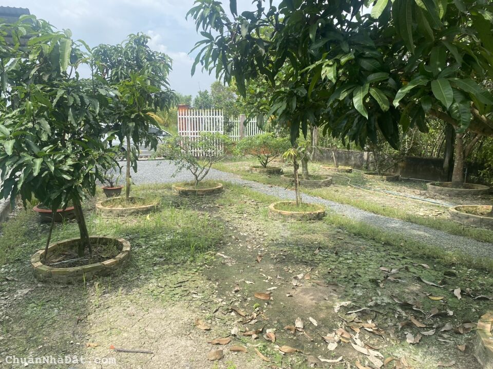 Nhà vườn siêu đẹp chính chủ tại Cần Giuộc chỉ cách TP HCM 20km cho nhà đầu tư với giá cực rẻ