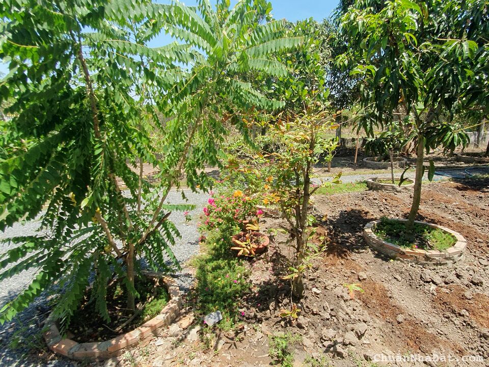 ✨✨NHÀ VƯỜN CÓ SẴN CHỈ VIỆC Ở SIÊU HIẾM Ở CẦN GIUỘC GIÁ RẺ NHẤT KHU VỰC✨✨