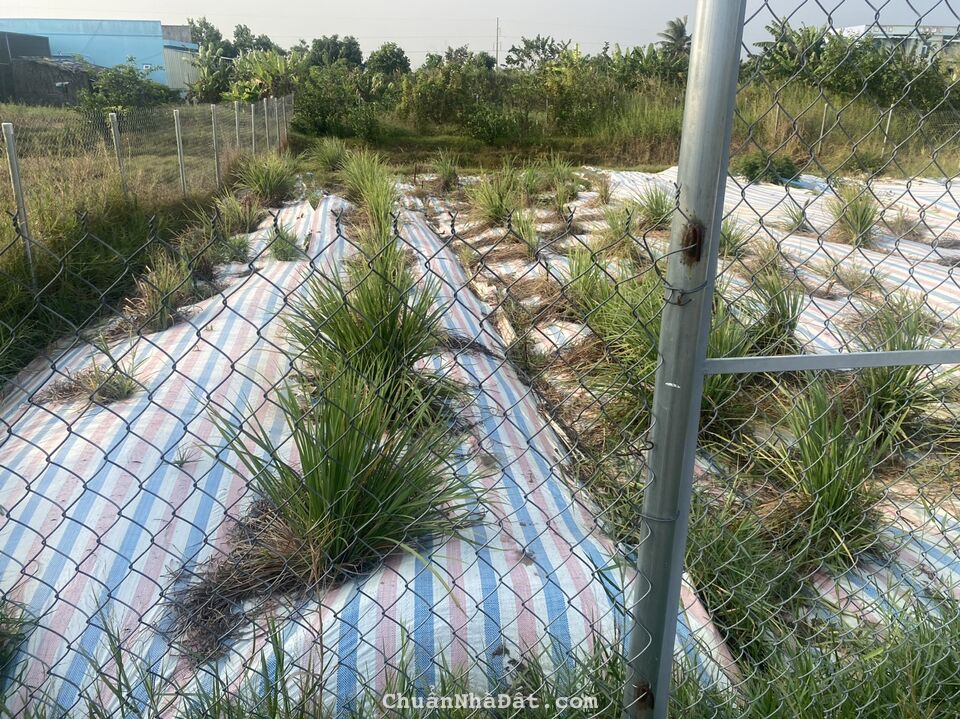 Đất vườn đường ô tô giá rẻ như đất lúa duy nhất 1 lô ngay tại trung tâm Cần Giuộc cho nhà đầu tư