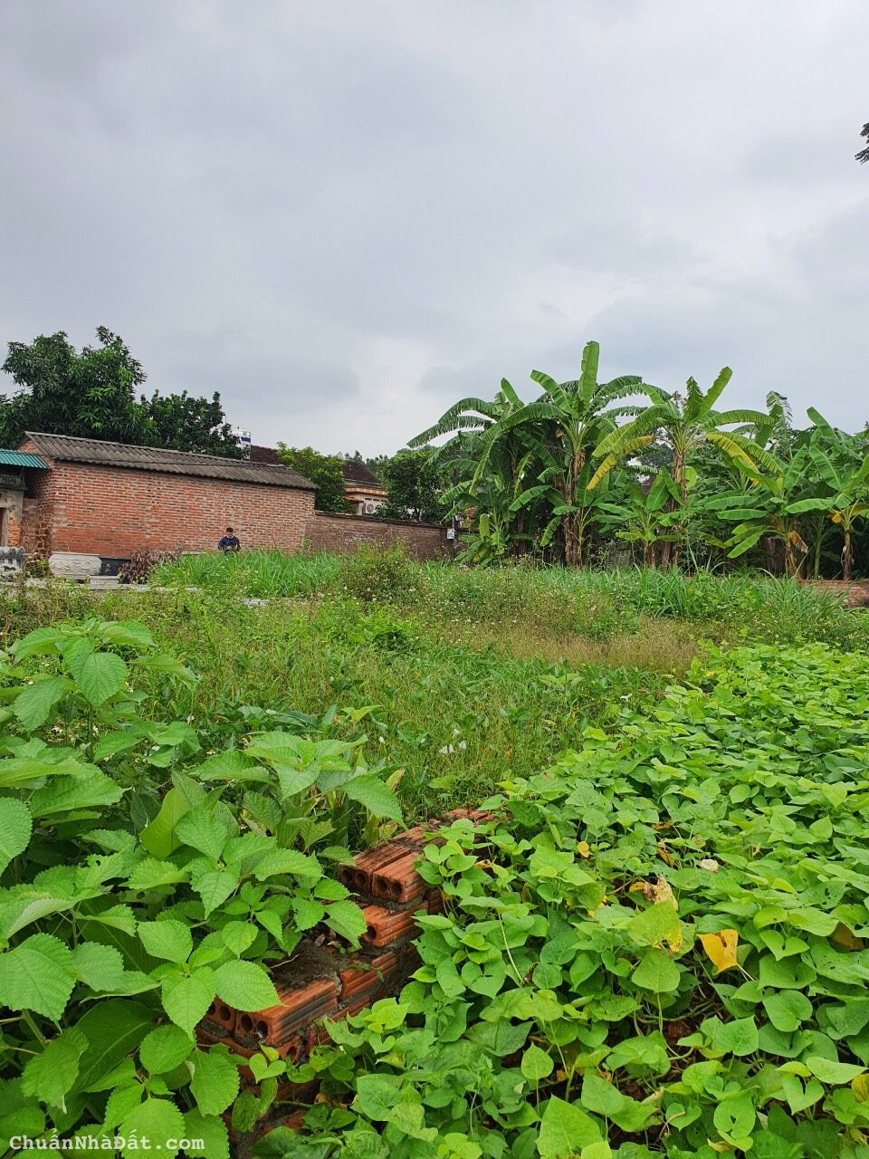 🍒🍒 Vì cần tiền em đành bán cắt lỗ lô đất cực đẹp: khuôn thửa, thổ cư, vị trí, giá tiền. Tại Thắng