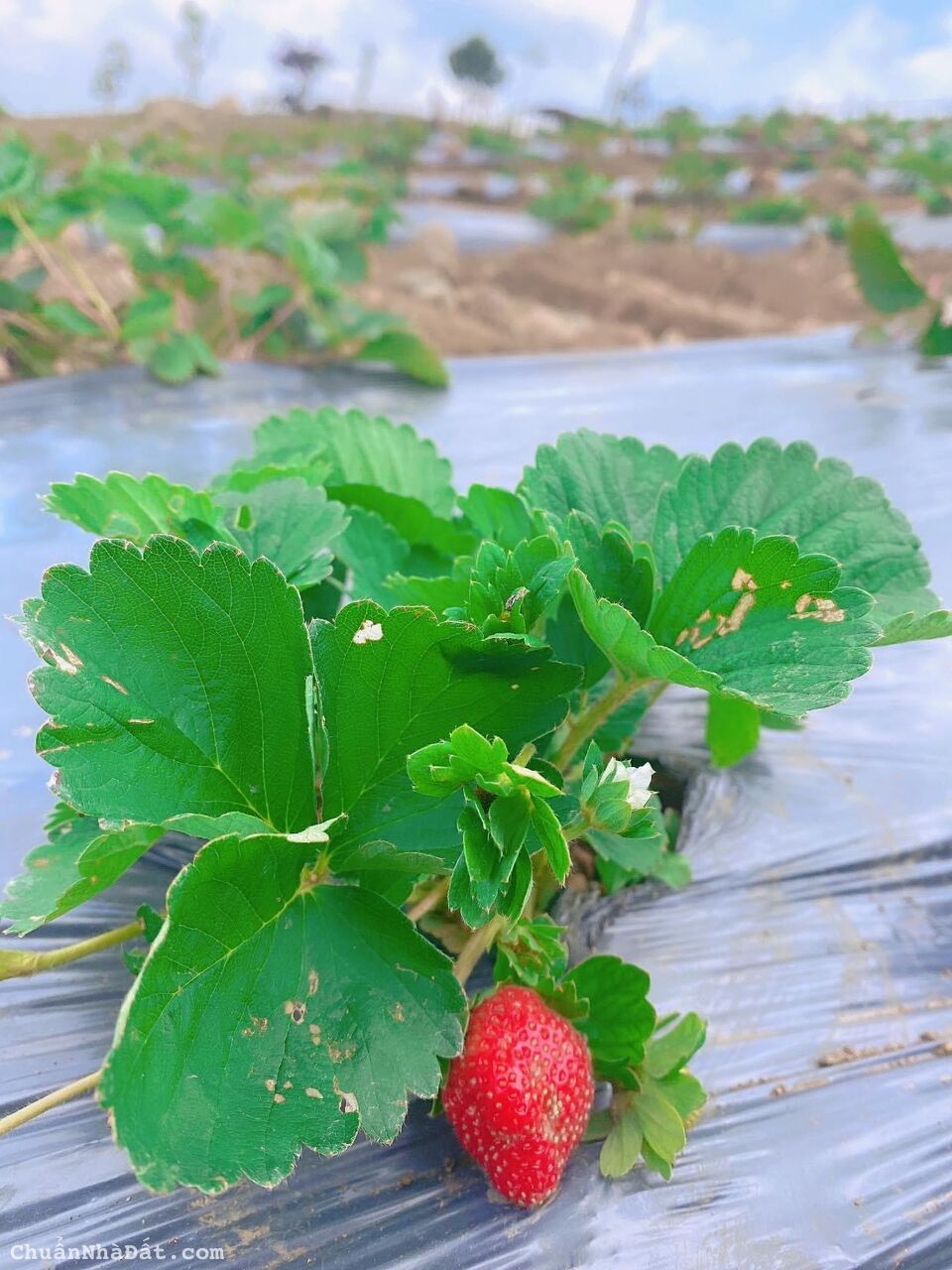 CẦN CHUYỂN NHƯỢNG 1000M2 VIEW SĂN MÂY NGAY KHU DU LỊCH NGHỈ DƯỠNG TP. BẢO LỘC