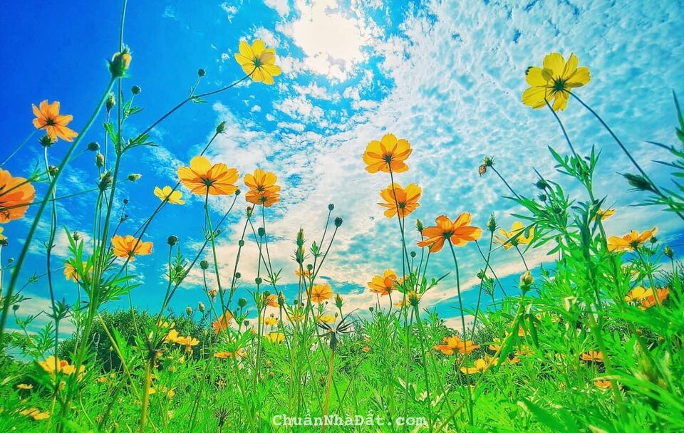 CẦN BÁN GẤP ĐẤT VƯỜN 1000M2 VIEW SÔNG SHR CHỈ 990 TRIỆU NGAY CẨM MỸ, ĐỒNG NAI