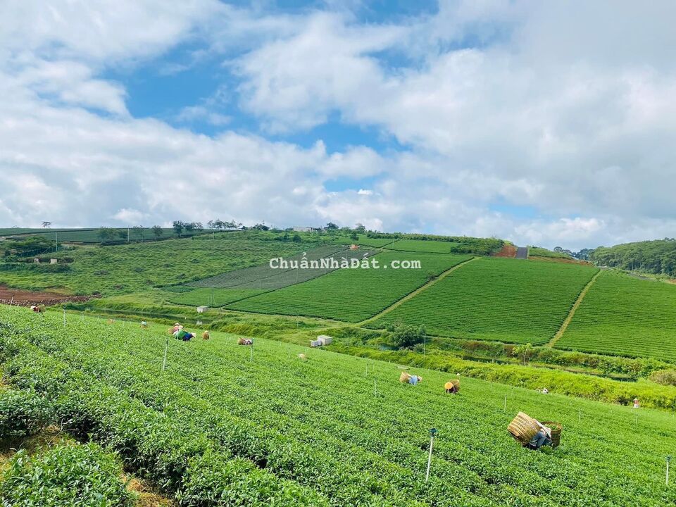 Vợ chồng e có miếng đất cần bán có 3 view siêu đẹp ở TP Bảo Lộc, có thổ cư, sổ sẵn, mặt tiền nhựa Vợ chồng e có miếng đất cần bán có 3 view siêu đẹp ở TP Bảo Lộc, có thổ cư, sổ sẵn, mặt tiền nhựa