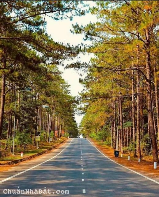 Tại sao đất Tây Nguyên vẫn sốt trong thị trường hiện nay? Tại sao đất Tây Nguyên vẫn sốt trong thị trường hiện nay?