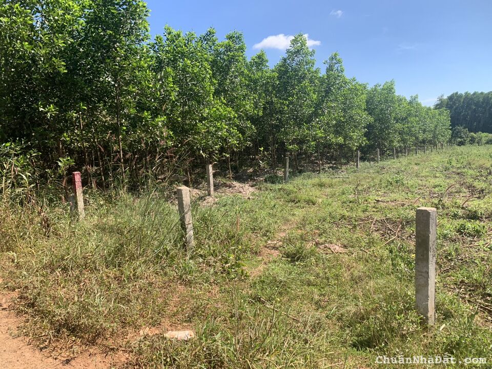 🛑Bán Gấp 22x77 Đường Phạm Thế Hiển, LaGi, Bình Thuận Giá Rẻ Đầu Tư 🛑Bán Gấp 22x77 Đường Phạm Thế Hiển, LaGi, Bình Thuận Giá Rẻ Đầu Tư