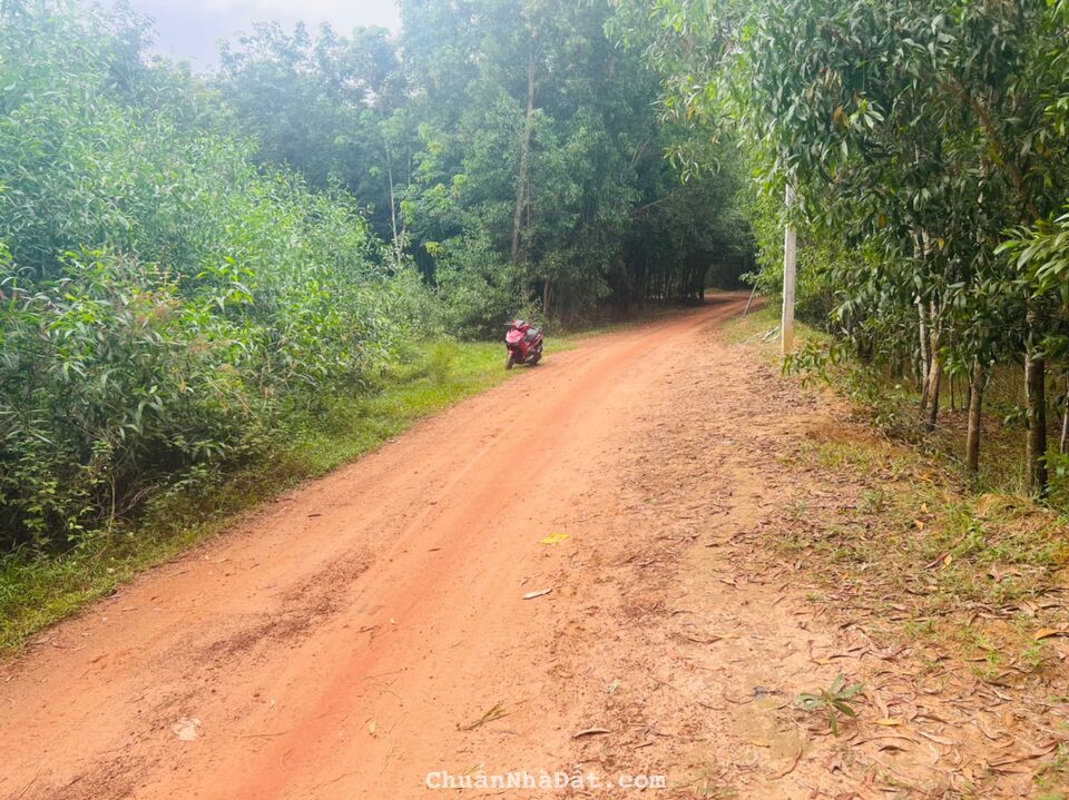 Bán đất sát cụm công nghiệp phú chánh-tân uyên, dt 12*32.5 giá 3.250 tl nhẹ lh0384329615 luyến Bán đất sát cụm công nghiệp phú chánh-tân uyên, dt 12*32.5 giá 3.250 tl nhẹ lh0384329615 luyến