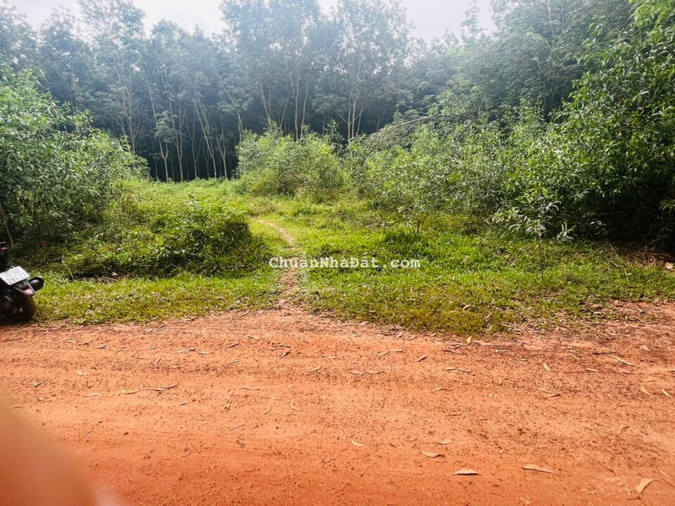 Bán đất sát cụm công nghiệp phú chánh-tân uyên, dt 12*32.5 giá 3.250 tl nhẹ lh0384329615 luyến Bán đất sát cụm công nghiệp phú chánh-tân uyên, dt 12*32.5 giá 3.250 tl nhẹ lh0384329615 luyến