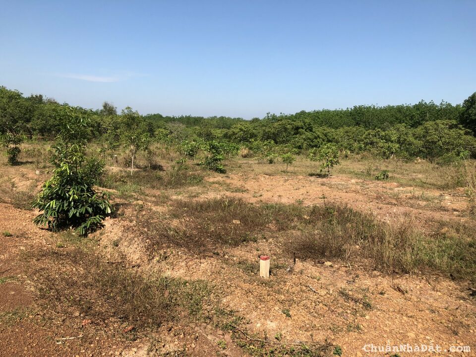 Đất sào gần khu công nghiệp, đường ô tô thích hợp làm kho bãi Đất sào gần khu công nghiệp, đường ô tô thích hợp làm kho bãi