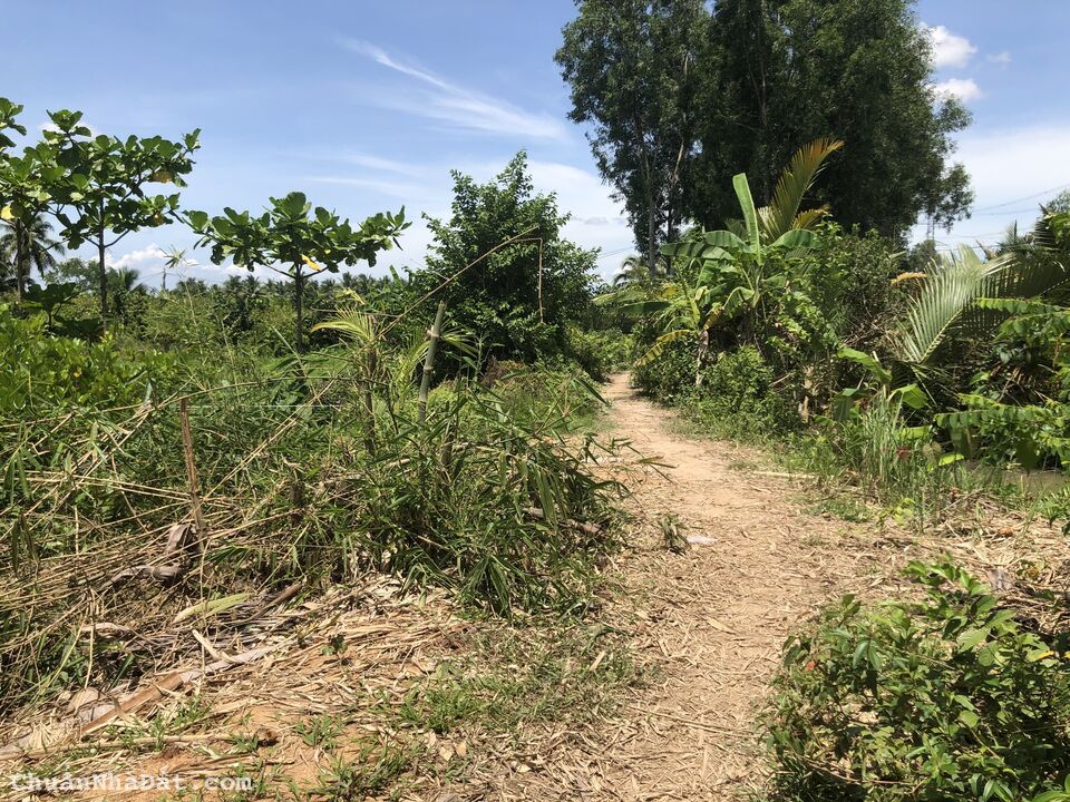 Cần bán 400m2 đất vườn đang canh tác mit giống mit.