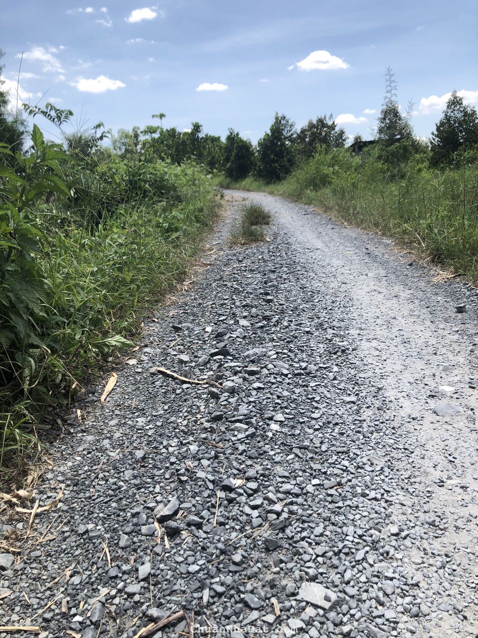 Cần bán 400m2 đất vườn đang canh tác mit giống mit.