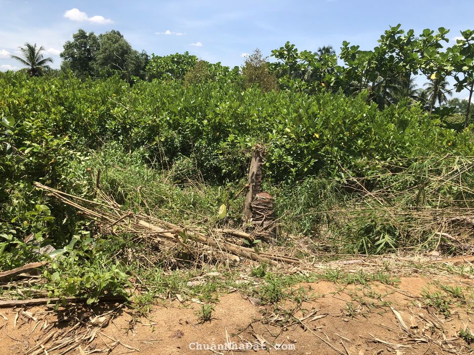 Cần bán 400m2 đất vườn đang canh tác mit giống mit.