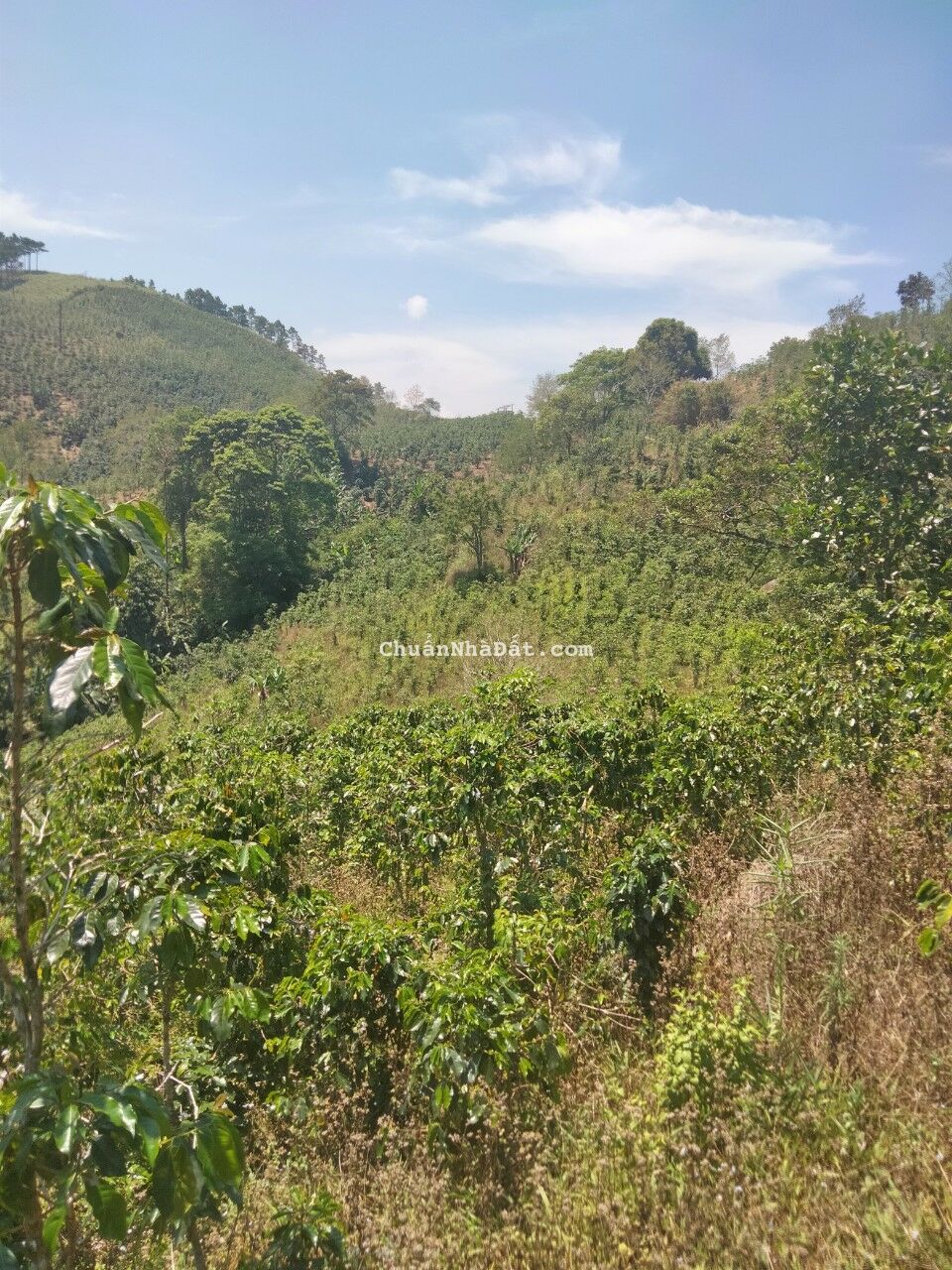 Bán khu đất nông nghiệp sạch gần 7000m2 tại Lạc Dương