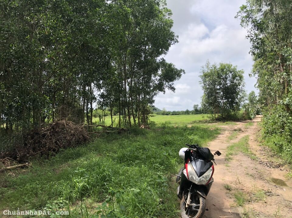 🔥Bán gấp 1,9hec 400m mặt tiền đường Tân Tiến, T.X LaGi, Bình Thuận 🔥Bán gấp 1,9hec 400m mặt tiền đường Tân Tiến, T.X LaGi, Bình Thuận