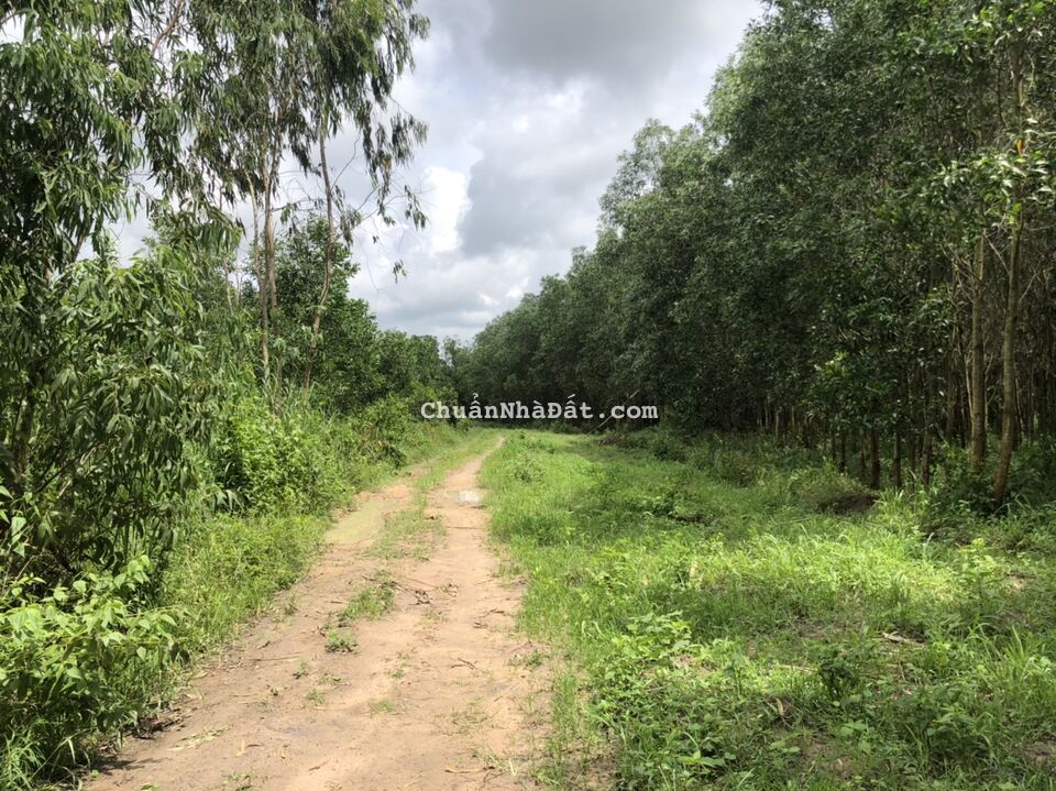 🔥Bán gấp 1,9hec 400m mặt tiền đường Tân Tiến, T.X LaGi, Bình Thuận 🔥Bán gấp 1,9hec 400m mặt tiền đường Tân Tiến, T.X LaGi, Bình Thuận