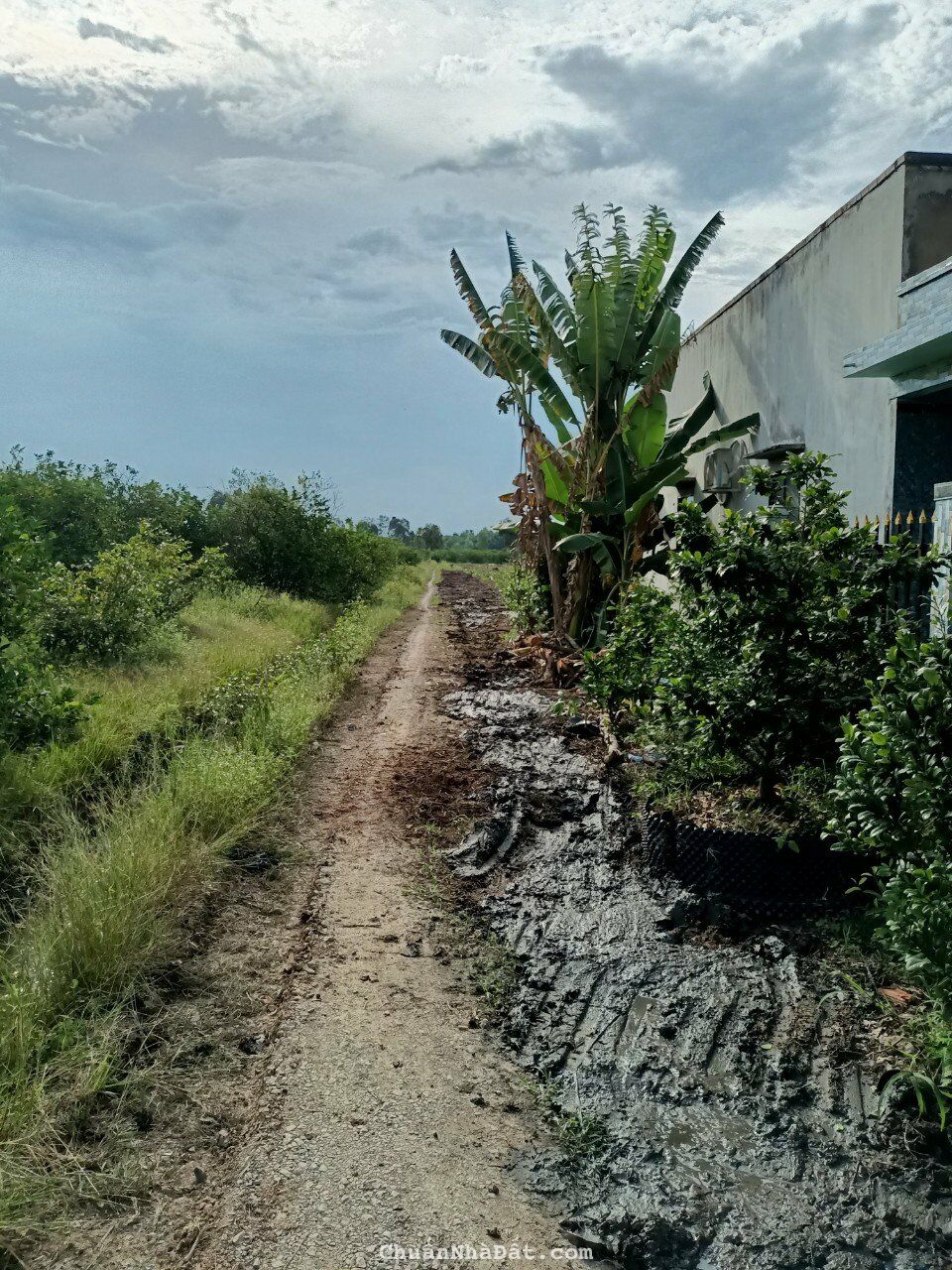 Đất thổ vườn sát sông Vàm Cỏ 1.350 tr/1,175m2