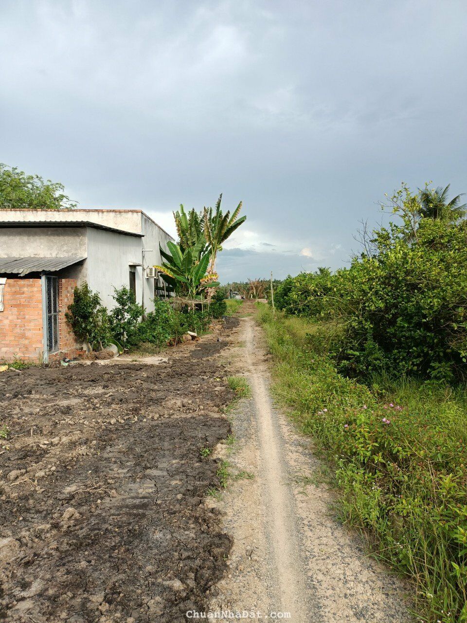 Đất thổ vườn sát sông Vàm Cỏ 1.350 tr/1,175m2