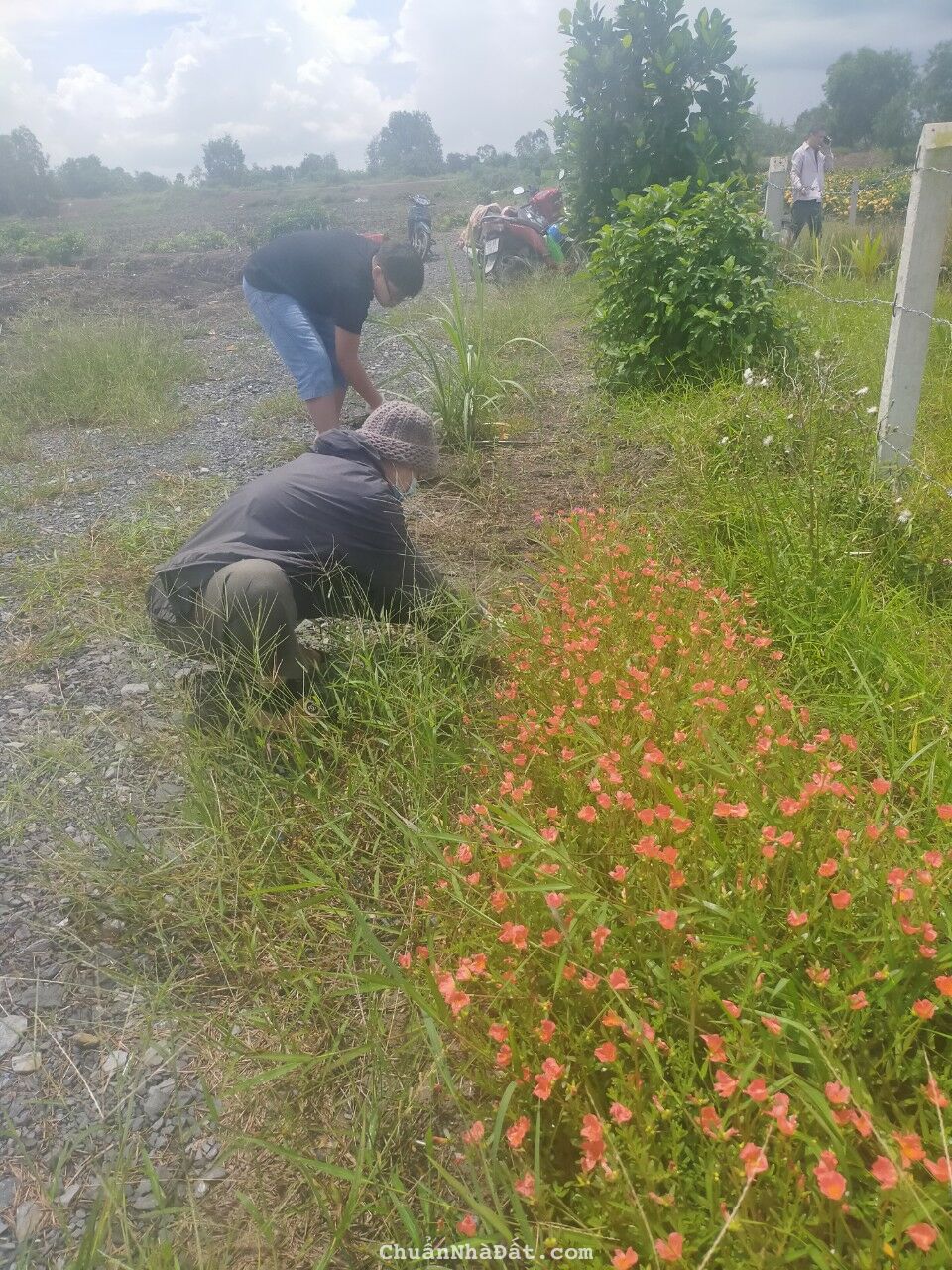 Kẹt tiền bán gấp 1,118 m2 đất vườn đang trồng cây ăn trái giá 950Tr