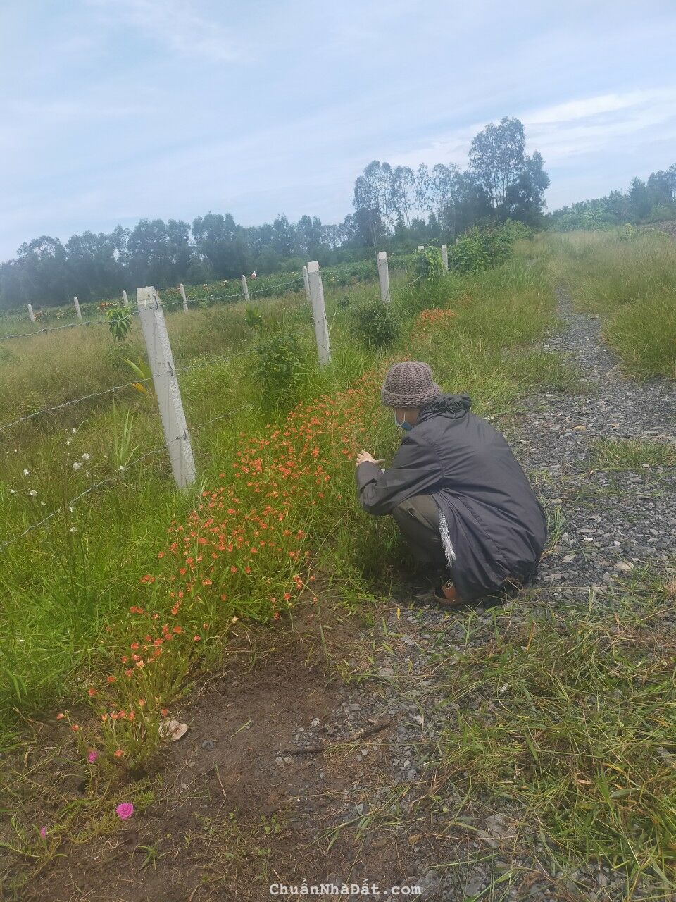 Kẹt tiền bán gấp 1,118 m2 đất vườn đang trồng cây ăn trái giá 950Tr