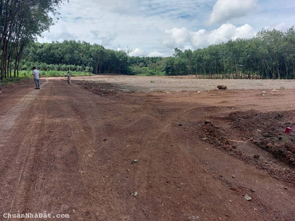 Chị tôi cần tiền nên ra gấp 1 sào đất ở Dầu Tiếng Chị tôi cần tiền nên ra gấp 1 sào đất ở Dầu Tiếng