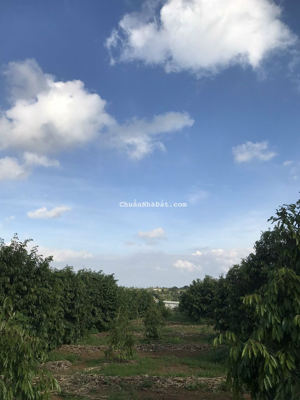 đất nền Dak Lak 300tr, cố sổ hồng.