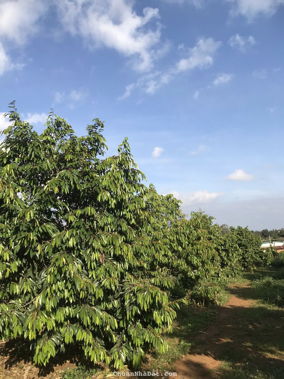 đất nền Dak Lak 300tr, cố sổ hồng.