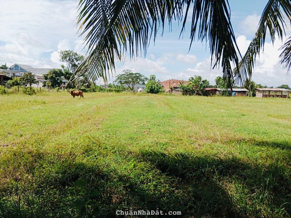 BÁN GẤP LÔ ĐẤT NGAY TT HUYỆN BẾN CẦU - SHR BÁN GẤP LÔ ĐẤT NGAY TT HUYỆN BẾN CẦU - SHR