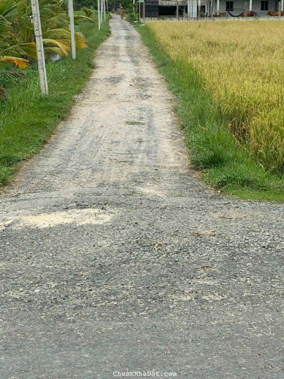 Lô đất cực rẻ cho nhà đầu tư ngay giai đoạn này Lô đất cực rẻ cho nhà đầu tư ngay giai đoạn này