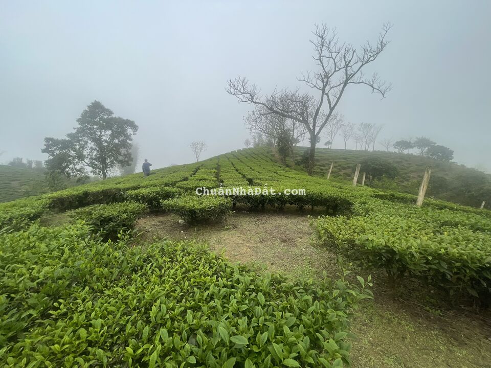  CHÍNH CHỦ CẦN TIỀN BÁN MẢNH ĐẤT DT KHOẢNG 4000M2, NGAY TẠI XÃ CHIỀNG SƠN - MỘC CHÂU.       