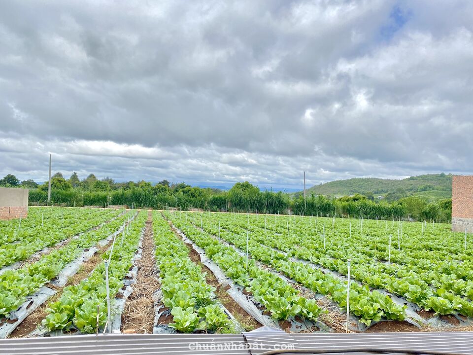 Bán 10x20m sẵn thổ cư tại hẻm Quốc Lộ 27, Liên Hiệp, Đức Trọng, Lâm Đồng giá 1,65 tỷ