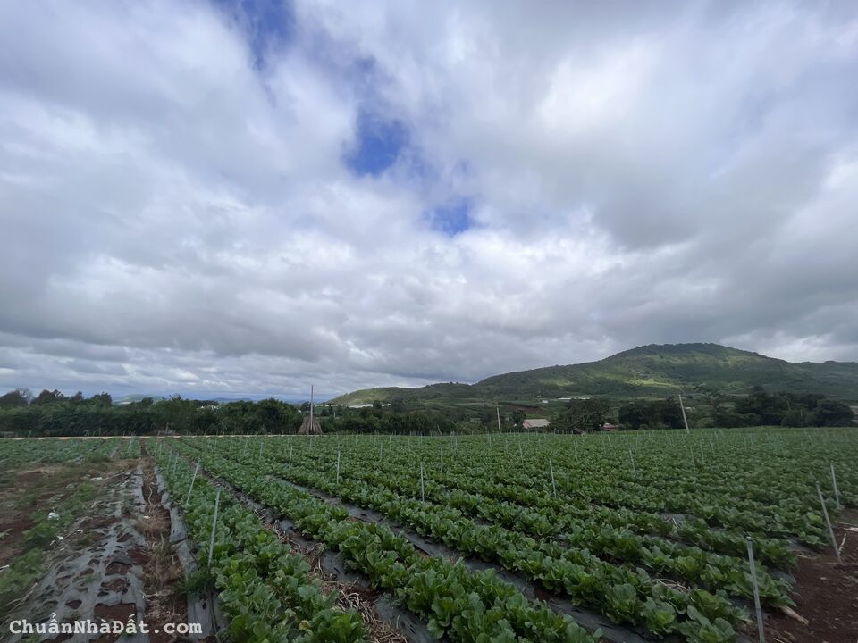 Bán hơn 200m2 tại Liên Hiệp, Đức Trọng chỉ 1.6 tỷ ( TL mạnh)