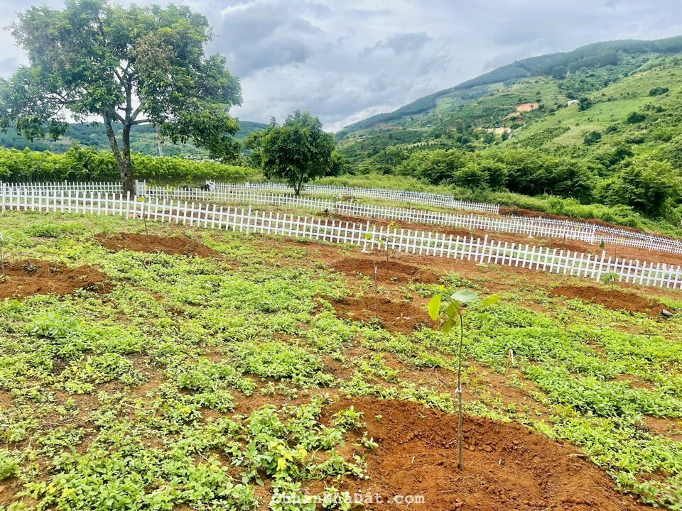 Cần bán lô đất thế dương,nở hậu,view toàn thị trấn Nam Ban - Sổ Hồng Riêng