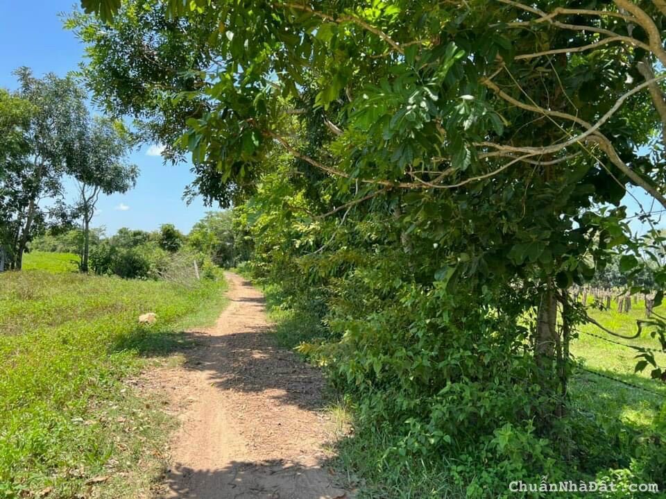 Chỉ 682 triệu gần 3 sào đất Hàm Thuận Bắc cách QL 600m.Sổ hồng có sẵn