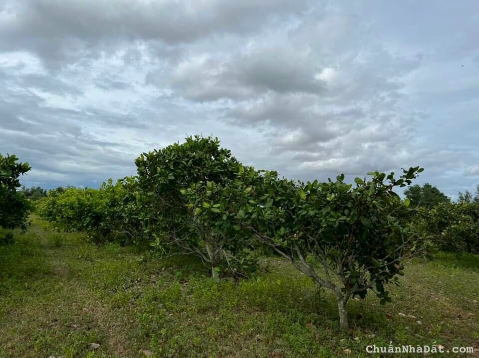 Chỉ 682 triệu công chứng 3 sào đất hàm thuận bắc cách ql 600m.shr