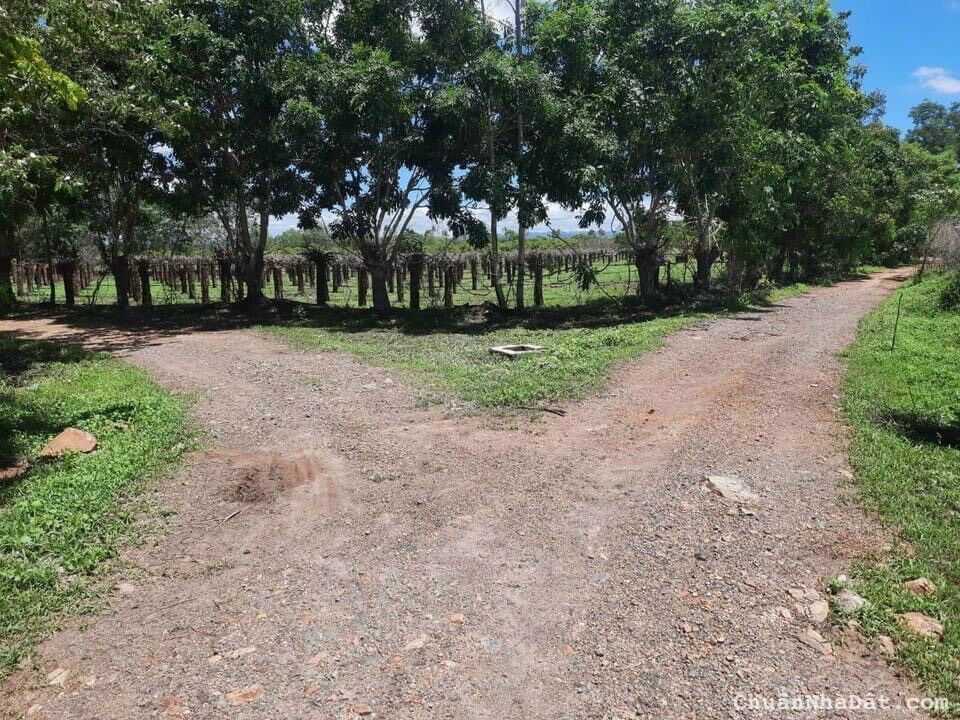 Đất xã Hòa Thắng cách đường dẫn cao tốc DT716 1km diện tích 11656m2, sổ hồng riêng Đất xã Hòa Thắng cách đường dẫn cao tốc DT716 1km diện tích 11656m2, sổ hồng riêng