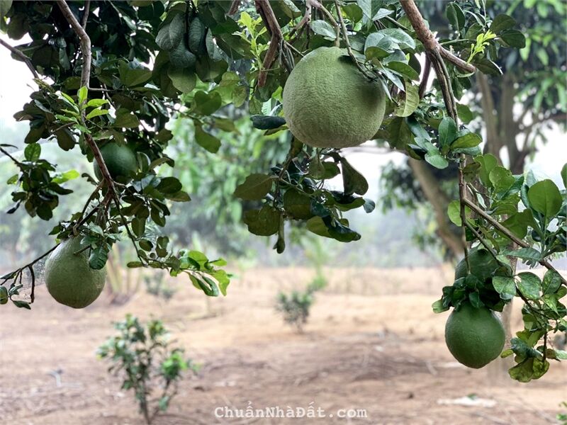 Bán đất vườn đồng nai 13.623 m² có Nhà có Thổ Cư | đất vườn view suối giá rẻ | Xuân Lộc - Đồng Nai Bán đất vườn đồng nai 13.623 m² có Nhà có Thổ Cư | đất vườn view suối giá rẻ | Xuân Lộc - Đồng Nai