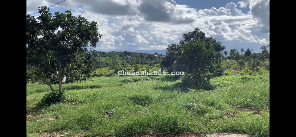 Cần tiền trả ngân hàng bán gấp Đất nên Bảo Lộc - Lâm Đồng Pháp lý rõ ràng