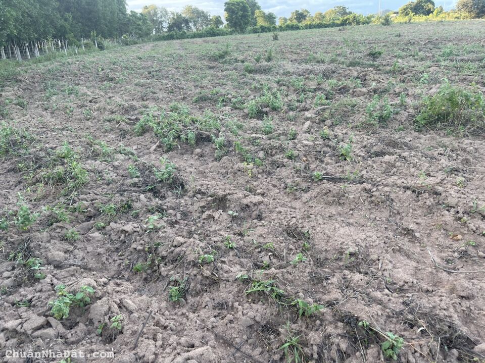 đất hồng liêm trồng sẵn cây bạch đàn. shr có đường đi. sang tên ngay