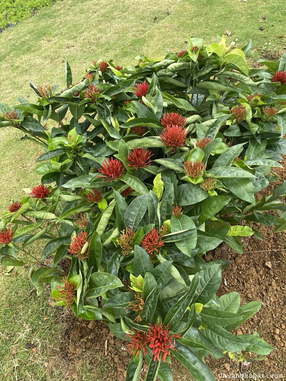 Thiên đường nghỉ dưỡng RUBIK VILLAGE Bảo Lộc 1.240.000/125m2 Thiên đường nghỉ dưỡng RUBIK VILLAGE Bảo Lộc 1.240.000/125m2