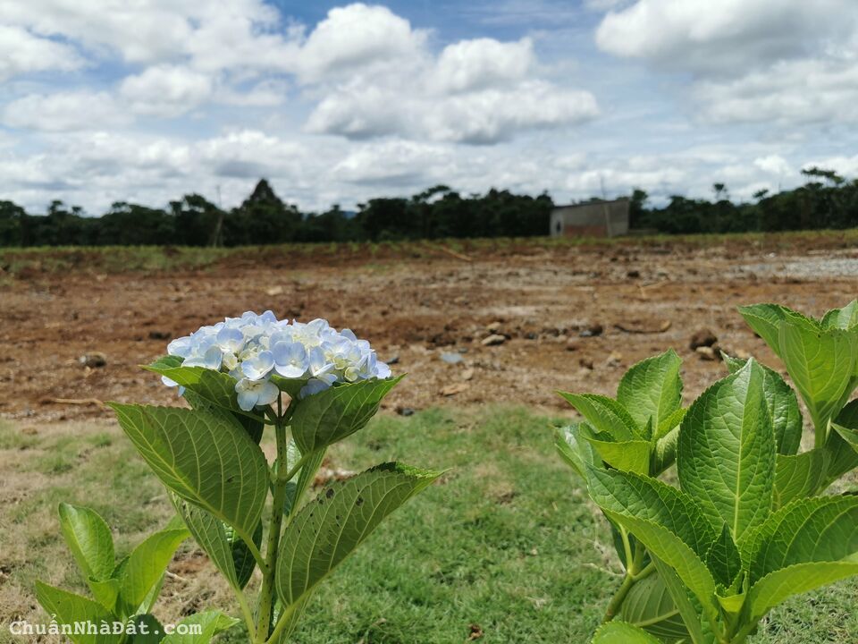 Chỉ Với 700 Triệu Sở Hữu Ngay Đất Biệt Thự View Đồi Săn Mây Bảo Lộc Chỉ Với 700 Triệu Sở Hữu Ngay Đất Biệt Thự View Đồi Săn Mây Bảo Lộc