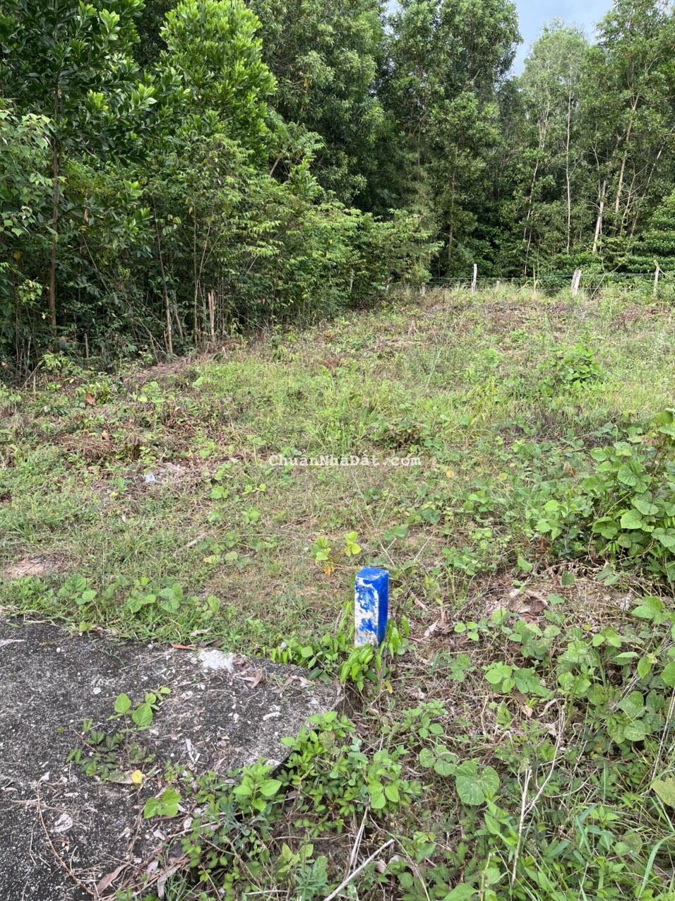 Ông Anh Kẹt Tiền Gửi Bán Nền Giá Ngộp Gần TT TP Phú Quốc Ông Anh Kẹt Tiền Gửi Bán Nền Giá Ngộp Gần TT TP Phú Quốc