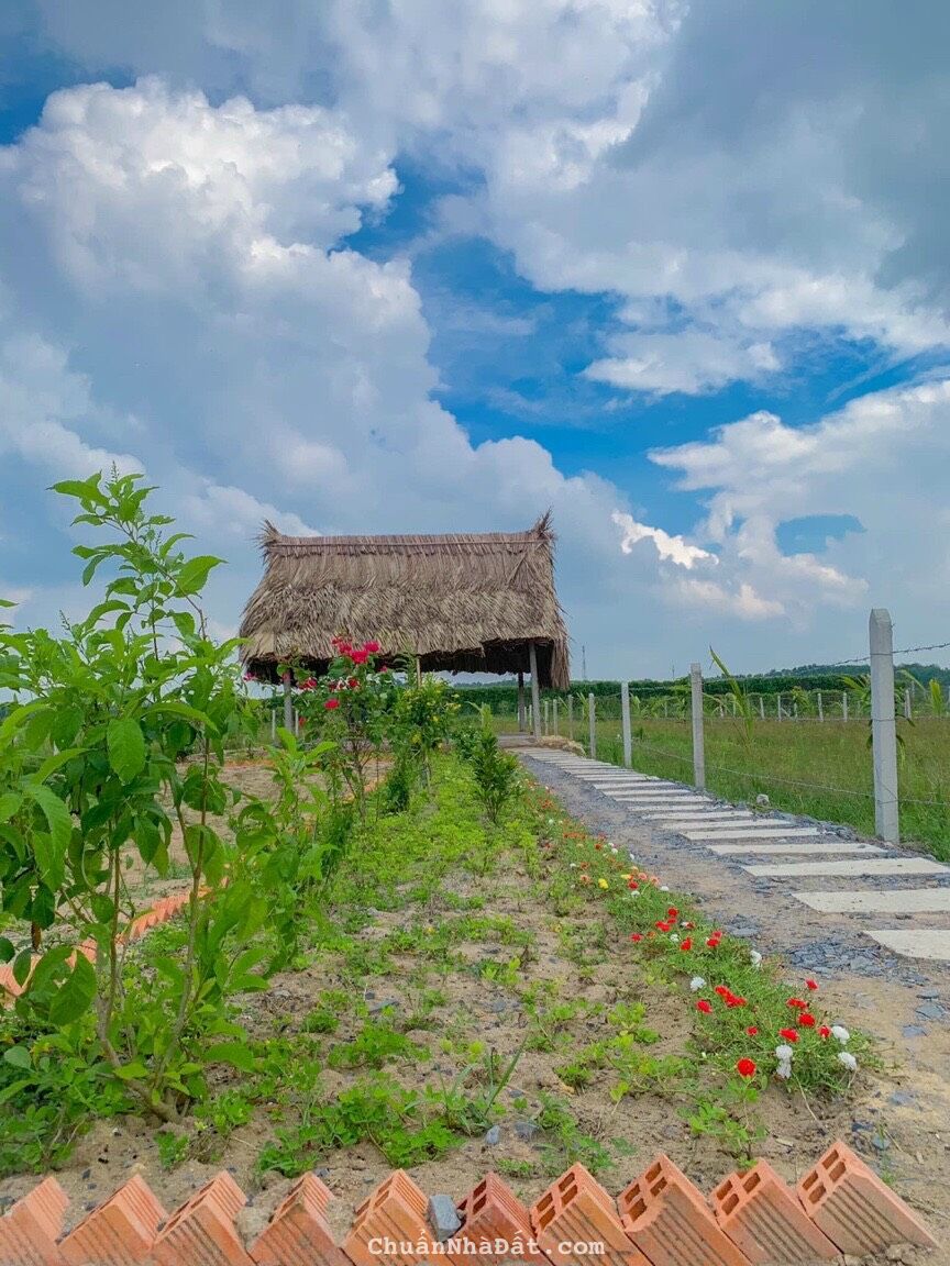 ĐÁO HẠN NGÂN HÀNG CẦN BÁN GẤP LÔ ĐẤT THỔ VƯỜN GIÁ RẺ ĐÁO HẠN NGÂN HÀNG CẦN BÁN GẤP LÔ ĐẤT THỔ VƯỜN GIÁ RẺ