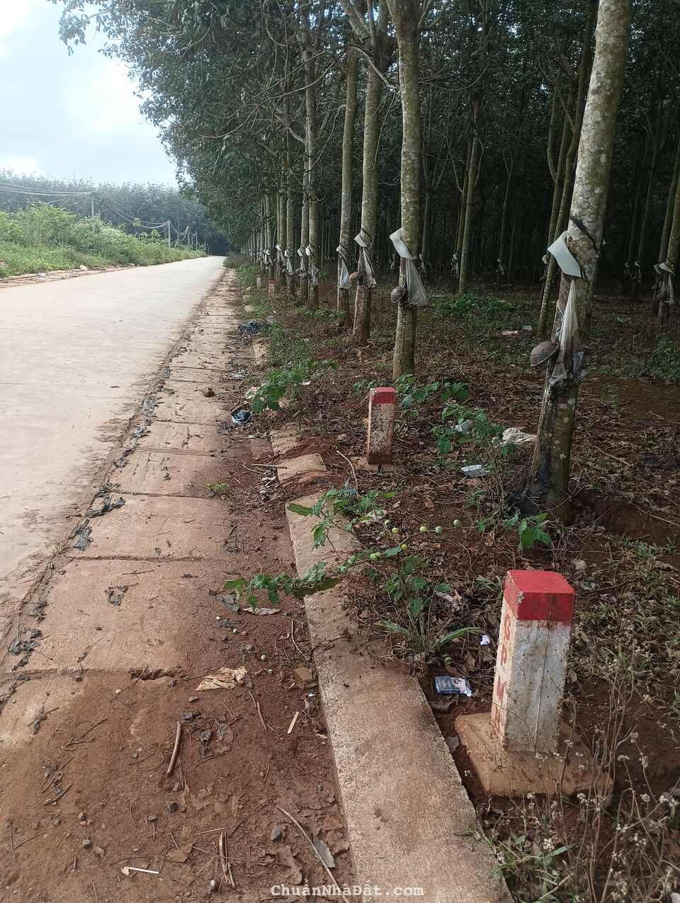 Sốt đất Đak Lak - Nhà đầu tư săn tìm quỹ đất ngay KDC Phú Lộc, Krông Năng 