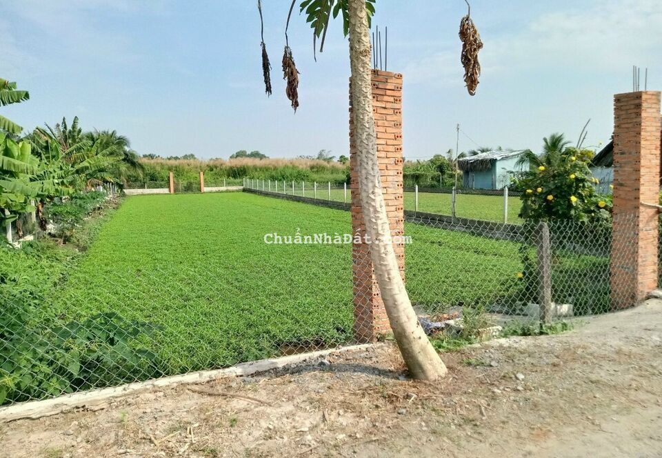 Bán gấp 2 sào đất cách nhựa Võ Văn Điều 50m, giá 2tỷ4