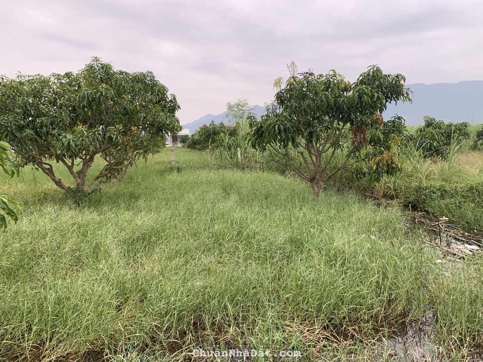 Cần bán lô đất 1461 m2 nằm trên trục đường chính liên xã Cam Thành Nam, Cam Ranh. Cần bán lô đất 1461 m2 nằm trên trục đường chính liên xã Cam Thành Nam, Cam Ranh.