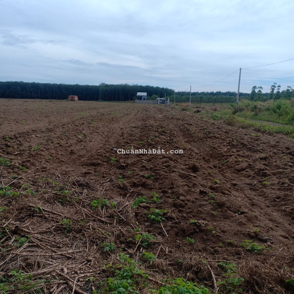 Gia đình em cần bán lô đất soà 2000m2 giá 300triệu 