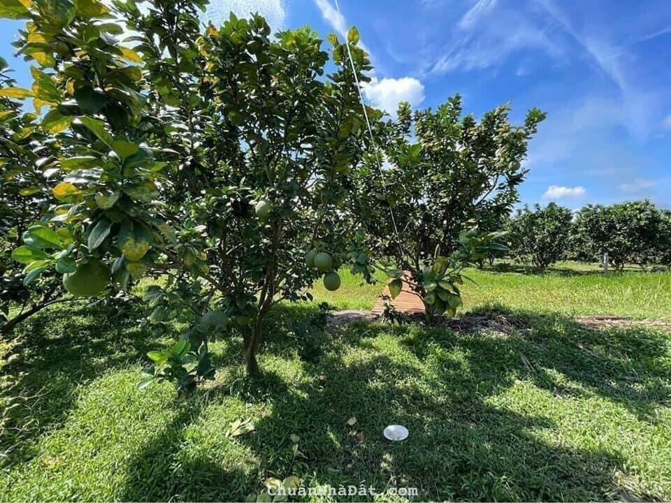 Tôi có mảnh đất vườn có thổ ở Phú Mỹ Hưng Củ Chi