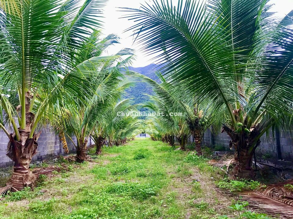 Cần bán đất mặt tiền Tỉnh lộ 3, Phước Đồng, Nha Trang Cần bán đất mặt tiền Tỉnh lộ 3, Phước Đồng, Nha Trang