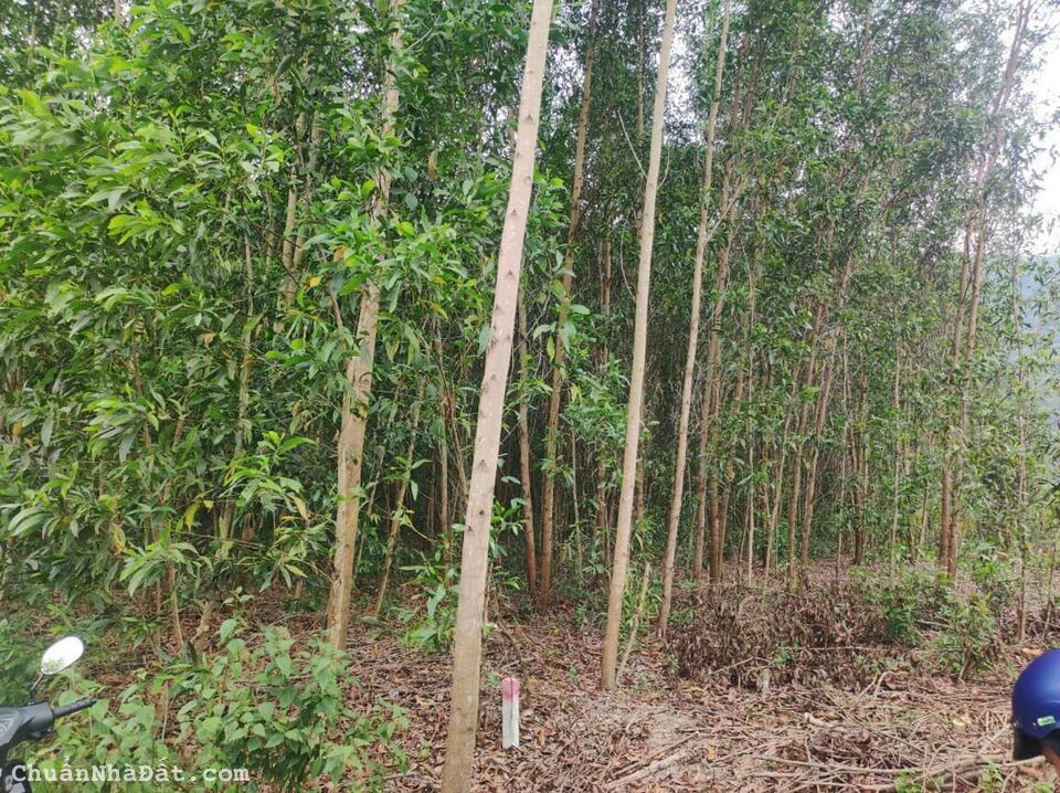 Bán vườn keo Khánh Đông - Khánh Vĩnh giá rẻ đầu tư 