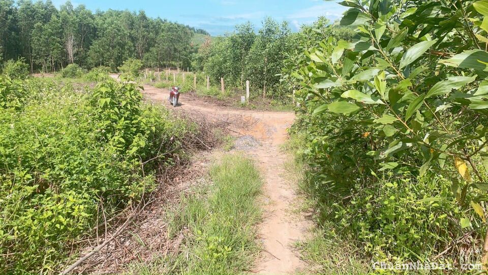 Bán vườn keo Khánh Đông - Khánh Vĩnh giá rẻ đầu tư 